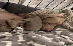 Miniature Dachshund dogs for sale: Beautiful Isabella & Tan miniature dashchunds✨🐾 - Image 13