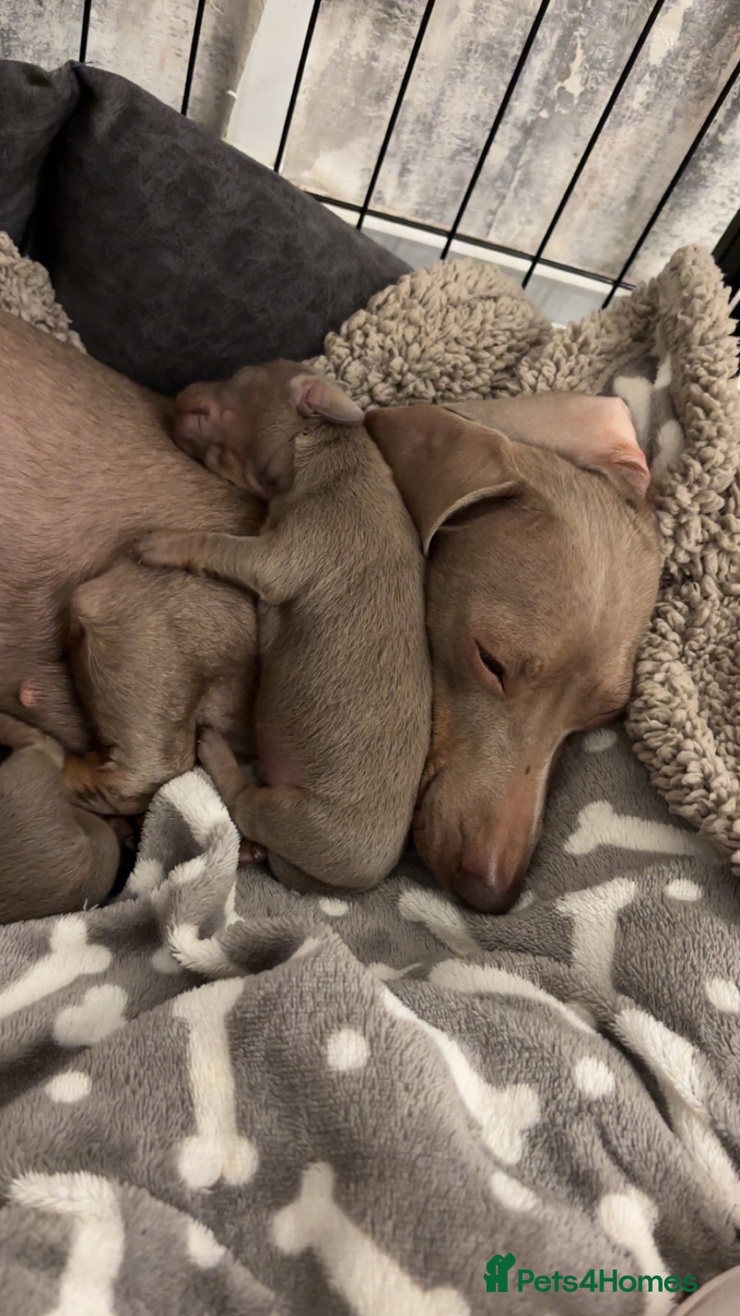 Miniature Dachshund dogs for sale: Beautiful Isabella & Tan miniature dashchunds✨🐾 - Image 13