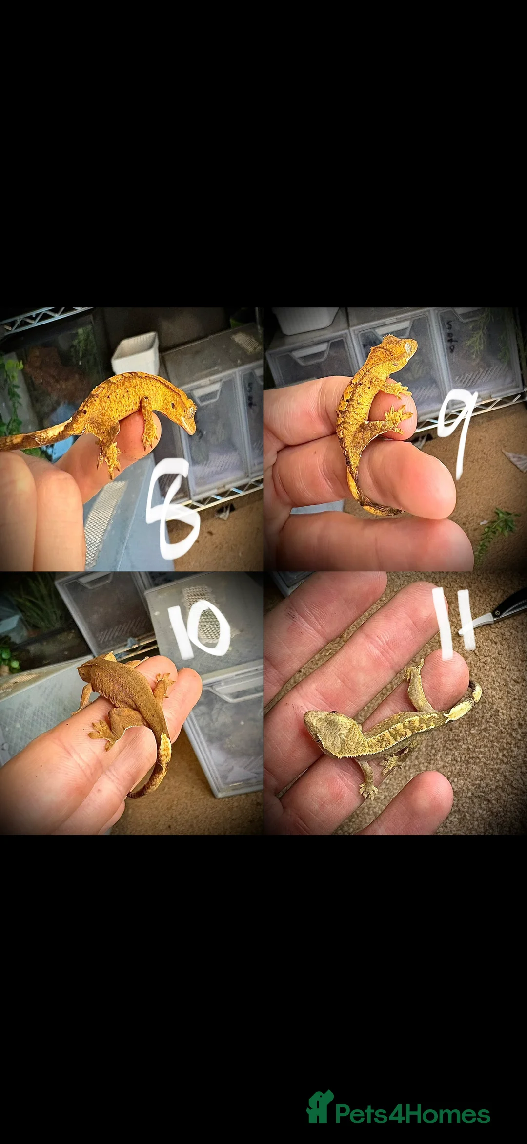 Gecko reptiles for sale: Baby crested gecko mixed  - Advert 5