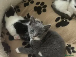 Mixed Breed cats Ragdoll cross kittens - Advert 18