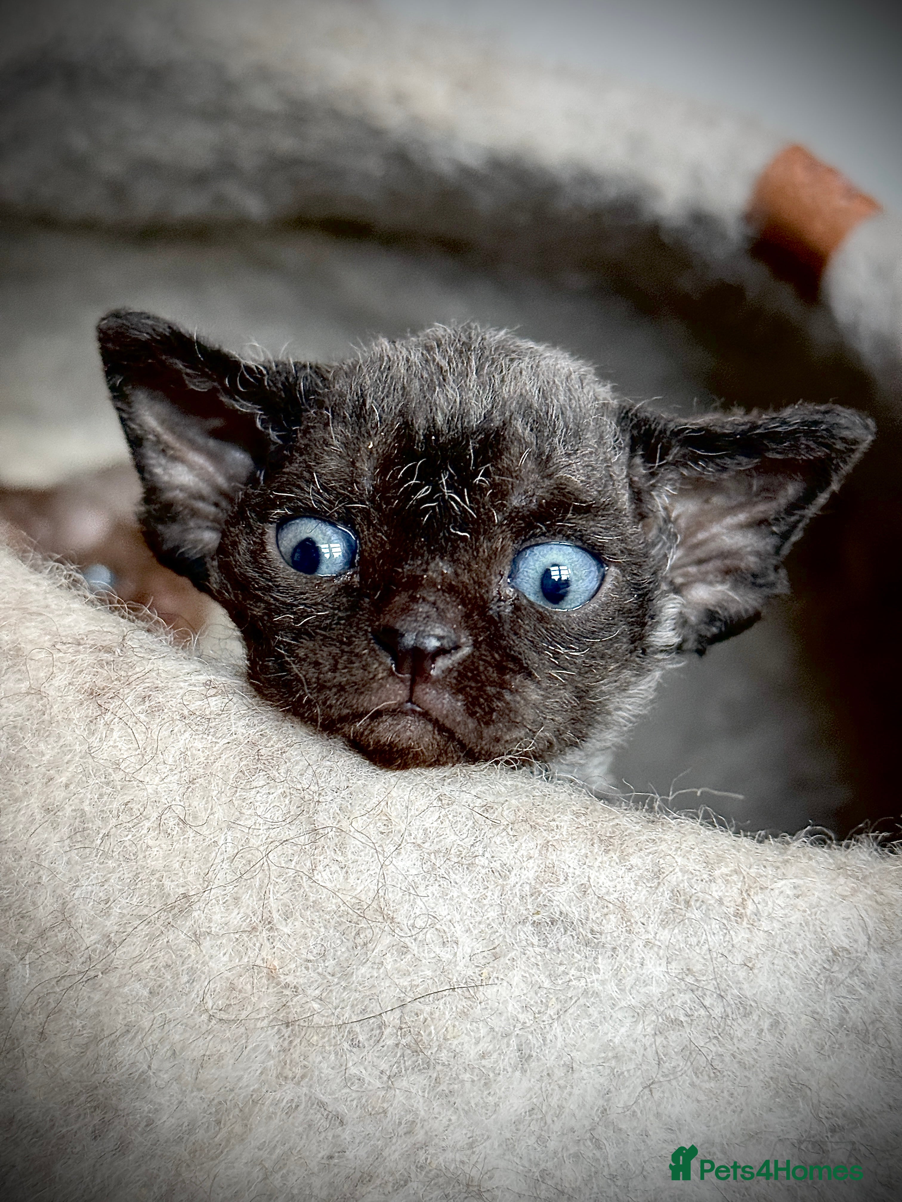 Devon Rex cats Devon Rex Kittens –GCCF Last kitten available BOY  - Advert 2