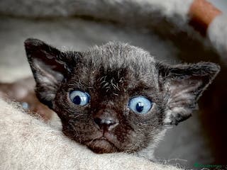 Devon Rex cats Devon Rex Kittens –GCCF Last kitten available BOY - Advert 2