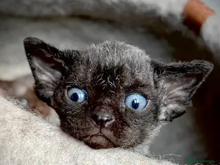 Devon Rex cats Devon Rex Kittens –GCCF Last kitten available BOY - Advert 18