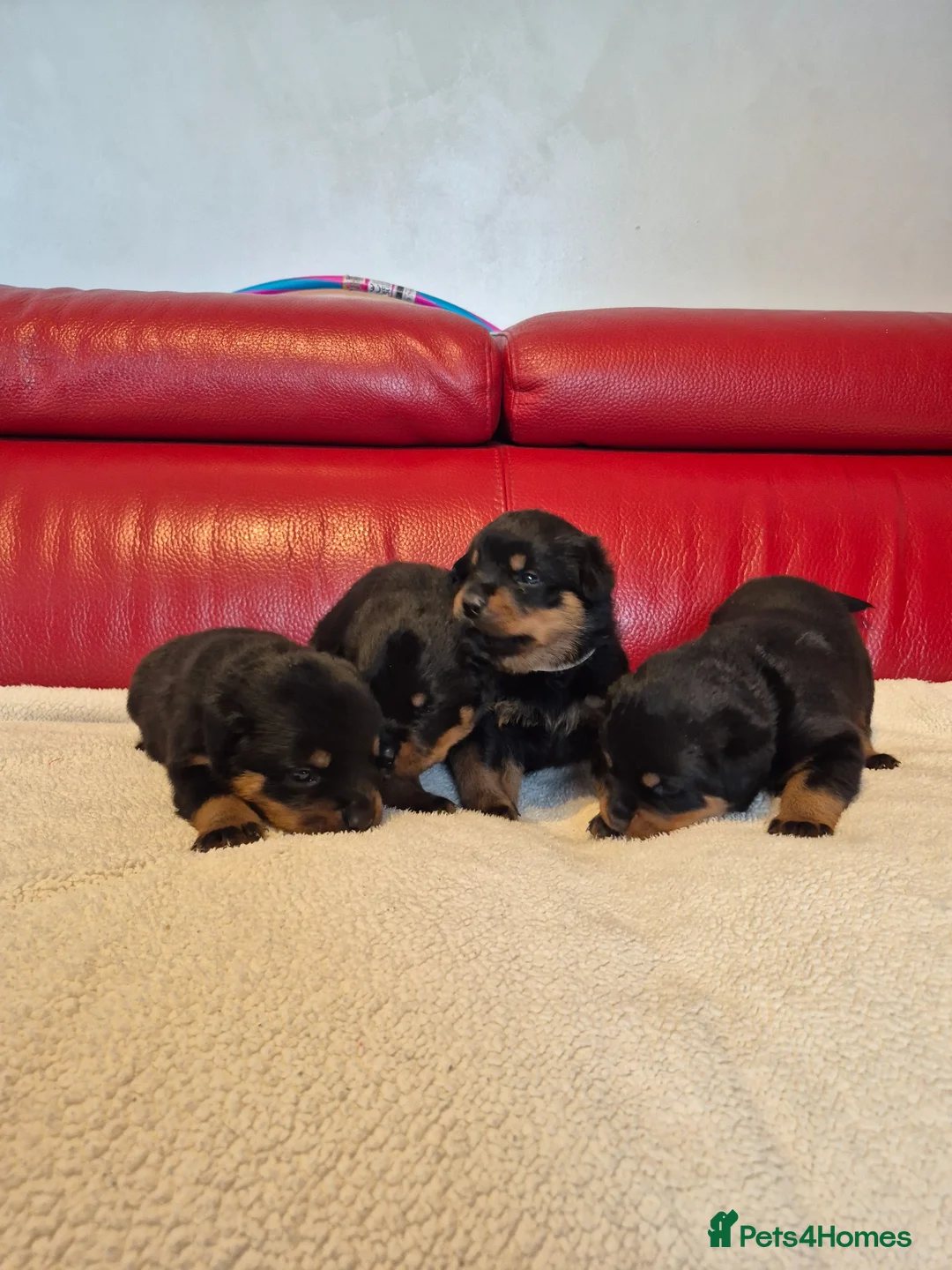Rottweiler dogs for sale: ROTTWEILER PUPPIES FOR SALE  - Advert 2