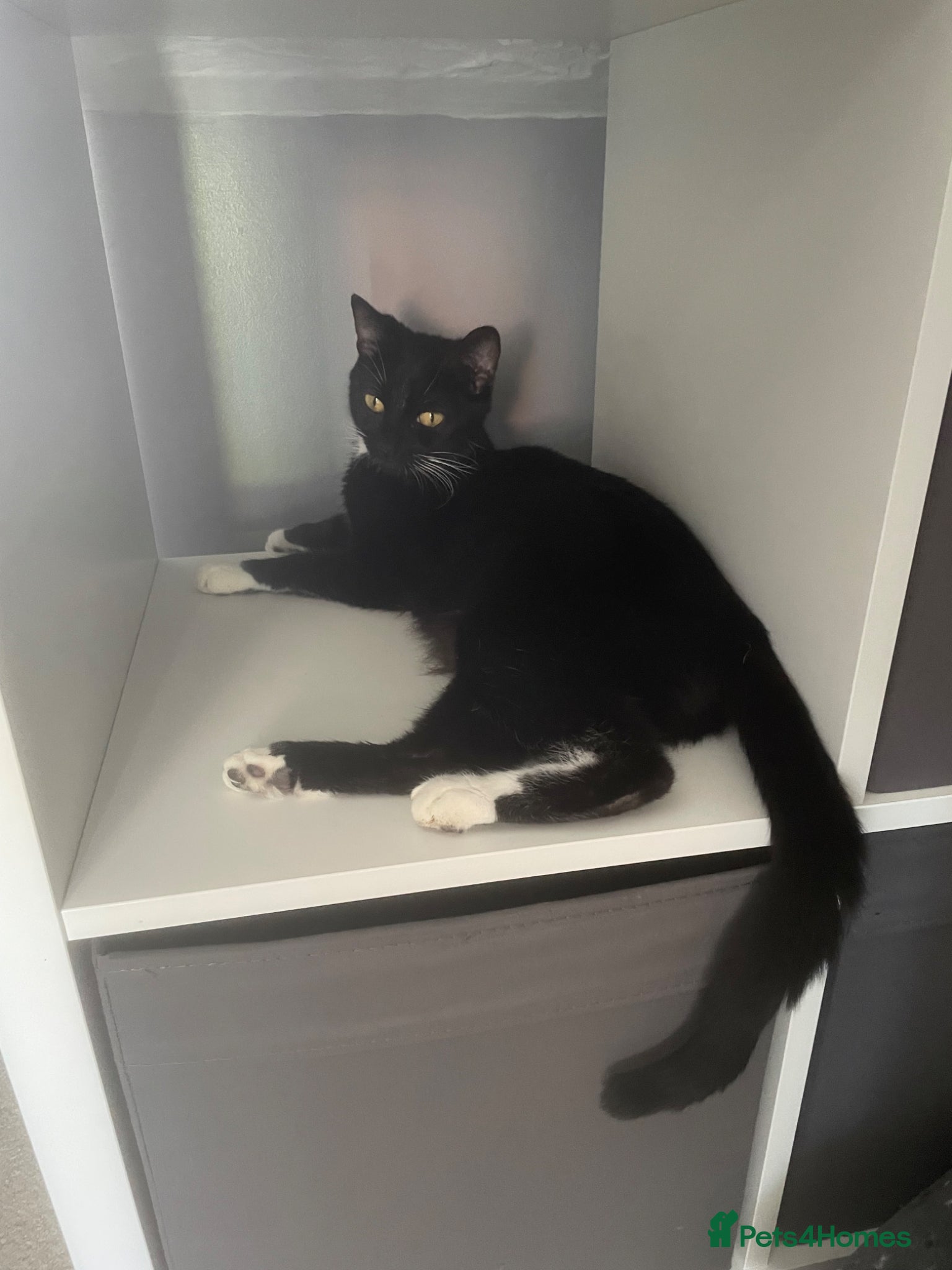 Mixed Breed cats for sale: Two beautiful kittens for sale in Derby - Advert 4