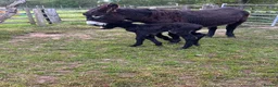 Donkey livestock for sale: Jack donkey foal  - Advert 7