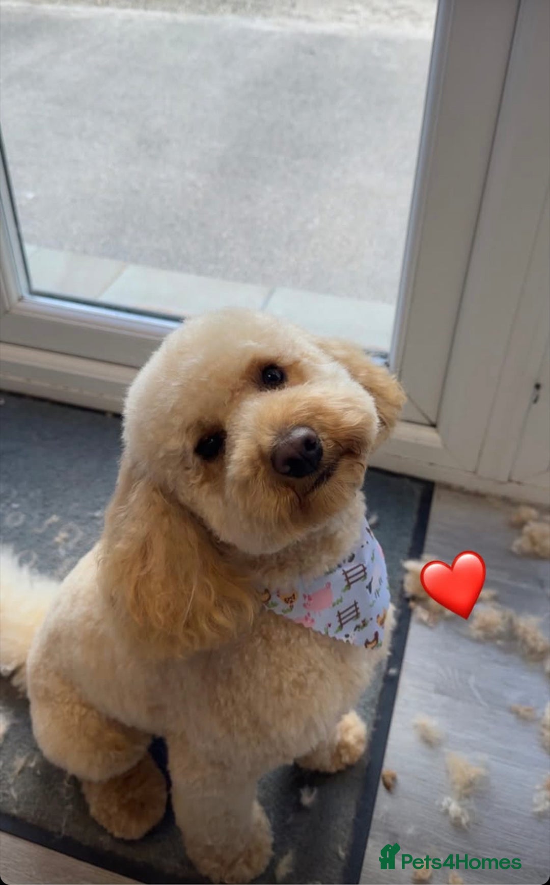 Cockapoo dogs for stud: Our beautiful Kesi F1b Cockapoo stud only in Wigan - Image 23