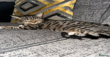 Mixed Breed cats - Advert 11