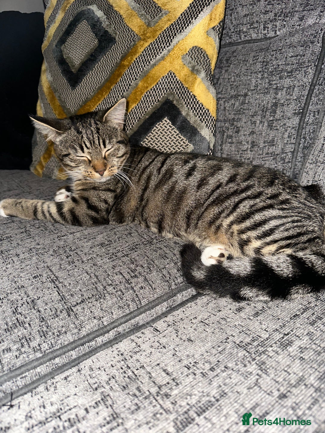 Mixed Breed cats for sale: 6 month female kitten ready for new home - Advert 2