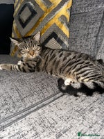 Mixed Breed cats - Advert 3