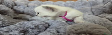 Ragdoll 3 Reserved 