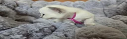 Ragdoll cats for sale: 4 Beautiful Ragdoll kittens, 2 Seal, 2 Lilac - Advert 37