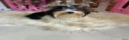Yorkshire Terrier dogs for sale: Beautiful Biewer Yorkshire Terrier Girl - Advert 5