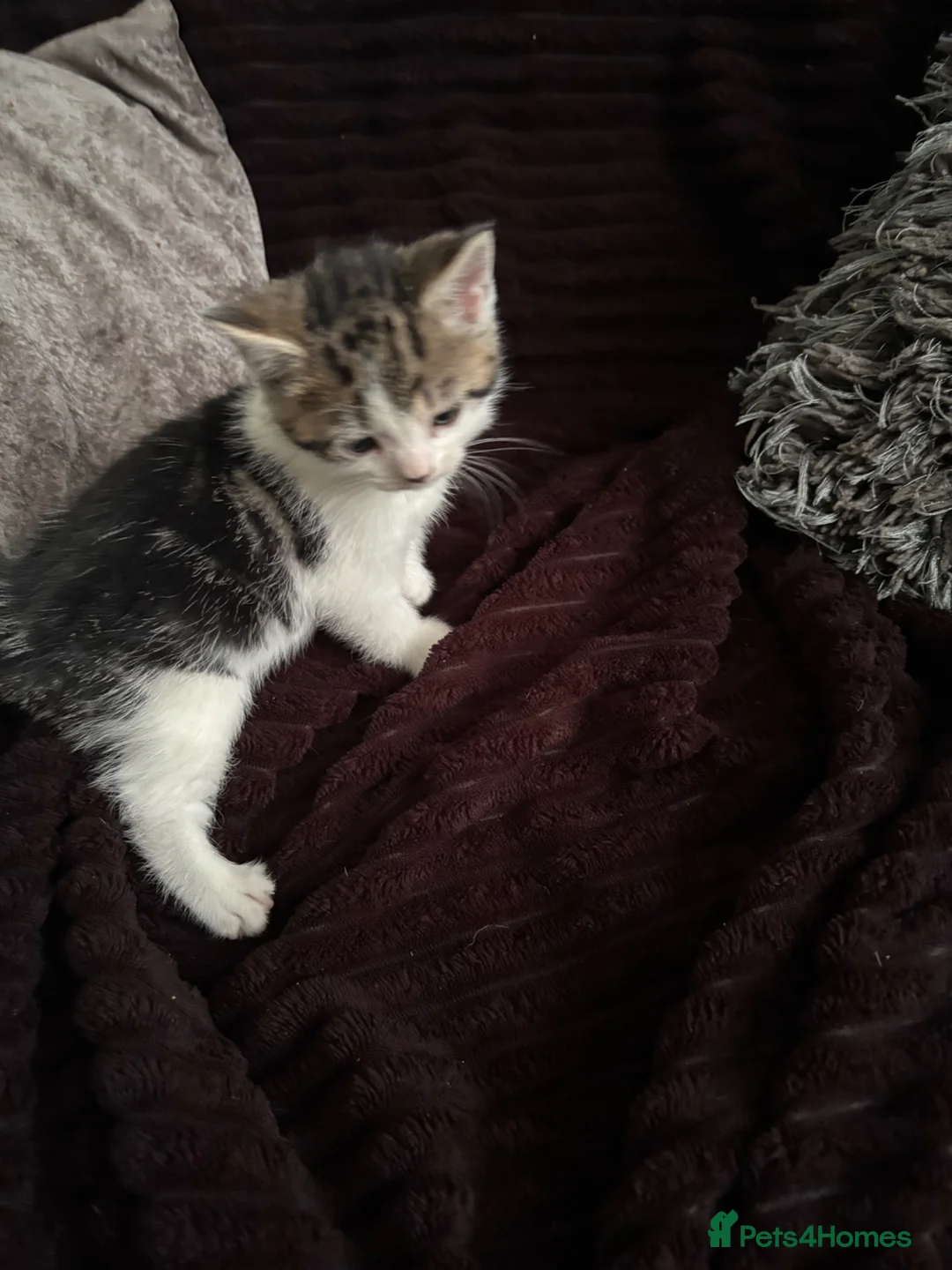 Mixed Breed cats for sale: One female kitten  - Advert 2