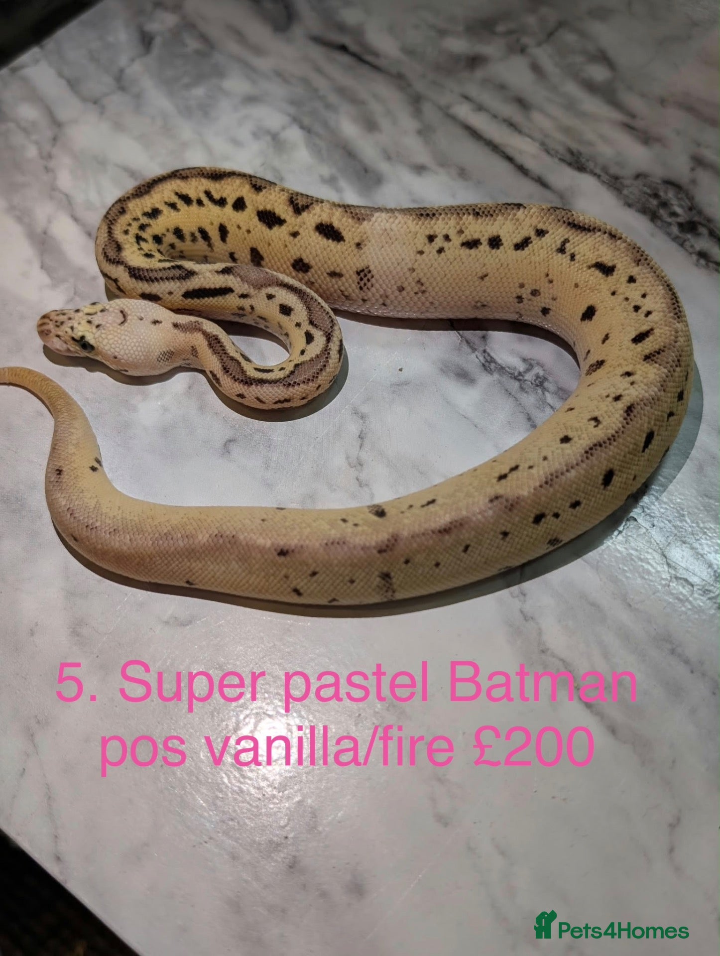 Python Snake reptiles Various baby royals looking for new postcodes. - Advert 1