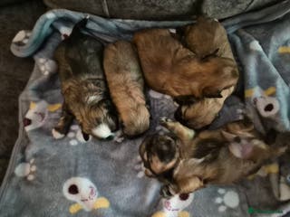 Malshi dogs 5 beautiful puppies, all been reserved now - Advert 15