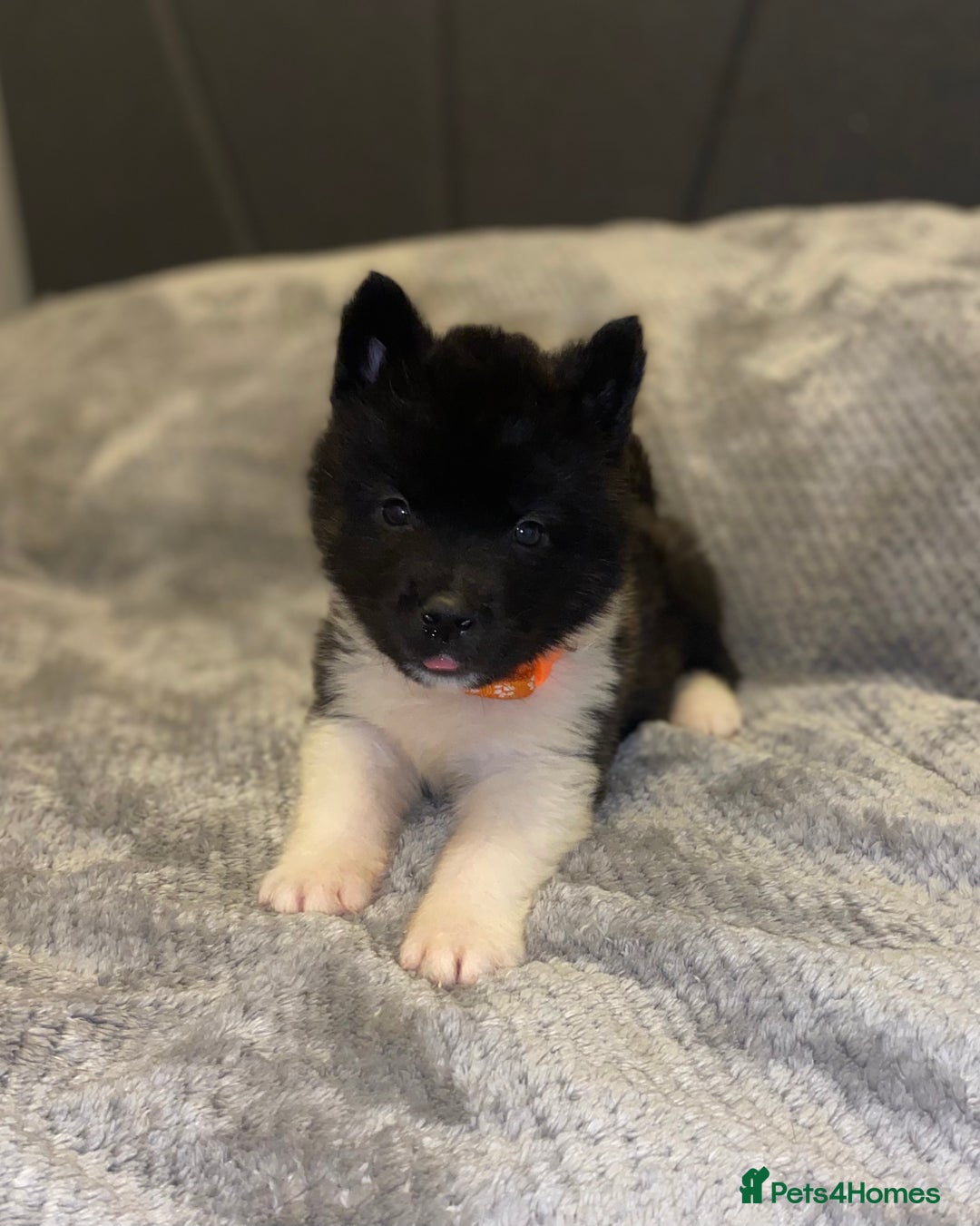 Akita dogs for sale: Beautiful American Akita Puppies 9 Boys 3 Females  - Advert 34