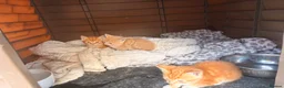 Mixed Breed cats for sale: Beautiful orange long fur kittens - Advert 4