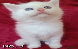 Mixed Breed cats for sale: 4 Gorgeous Pure White Kittens - Image 6