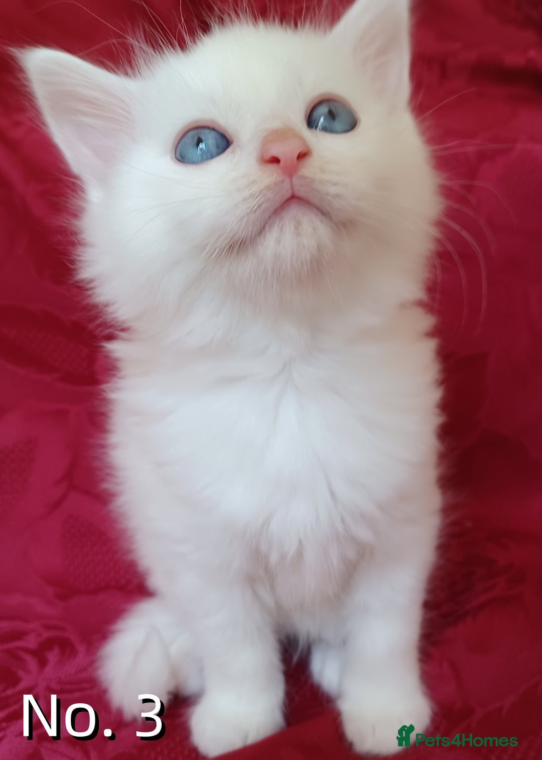 Mixed Breed cats for sale: 4 Gorgeous Pure White Kittens - Image 6