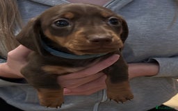 Miniature Dachshund dogs for sale: Gorgeous Miniature Dachshund Puppies!! - Image 10