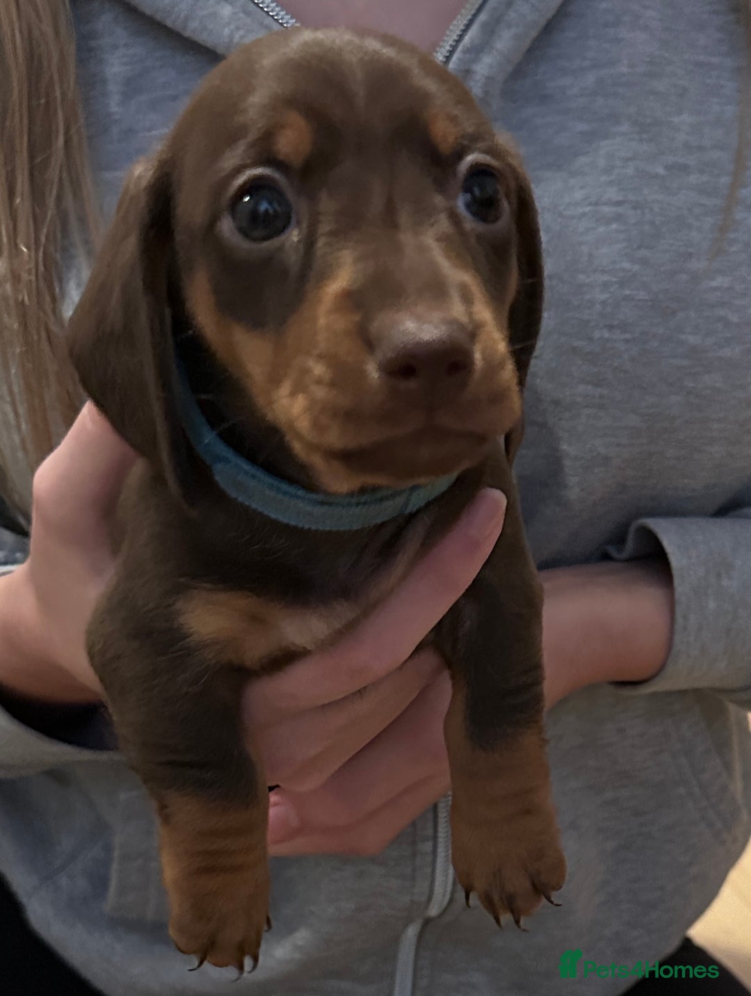 Miniature Dachshund dogs for sale: Gorgeous Miniature Dachshund Puppies!! - Image 10