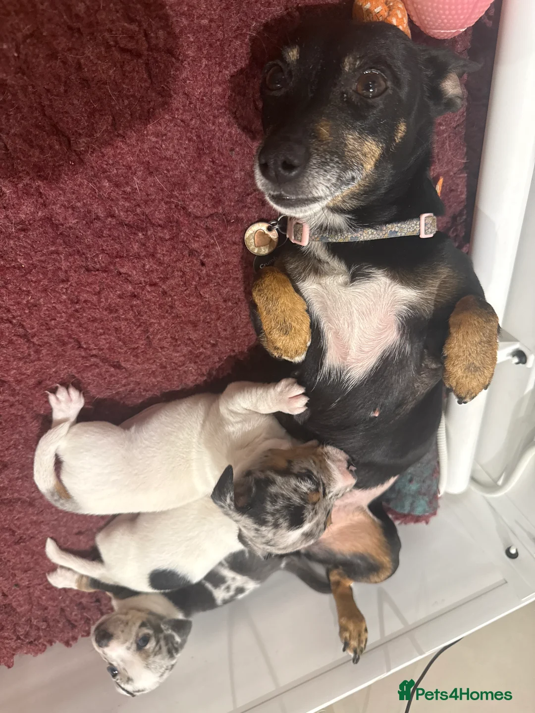 Jack Russell dogs for sale: Miniature Jack Russell Puppies  - Advert 13