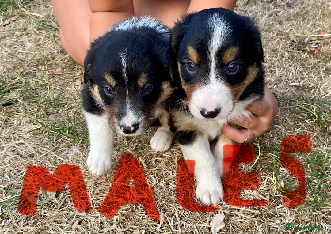 Border Collie dogs for sale: Beautiful Border Collie Puppies - Advert 2