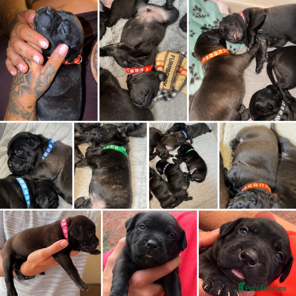Staffordshire Bull Terrier dogs 1 girl and 5 boy Gorgeous Brindle Staffies left - Advert 1