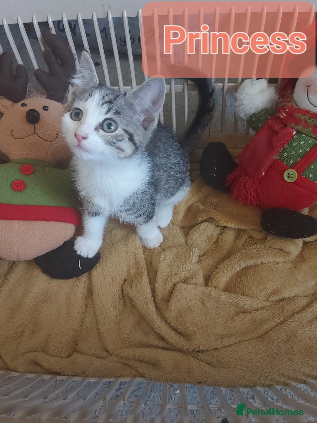 Mixed Breed cats for sale: Beautiful kittens - Image 8