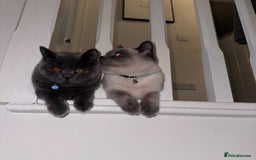 British Shorthair cats for sale: Chunky, fluffy British Shorthairs kittens🐾✨ - Image 5