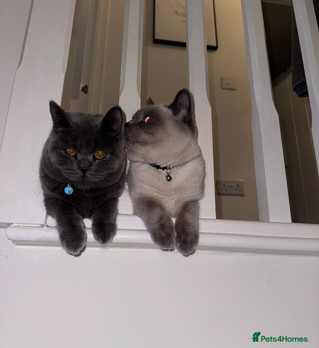 British Shorthair cats for sale: Chunky, fluffy British Shorthairs kittens🐾✨ - Image 5