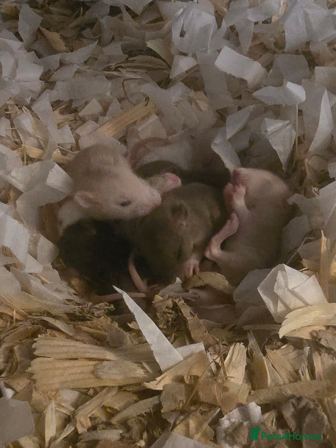 Rat rodents for sale: Male and female rats for sale - Image 5