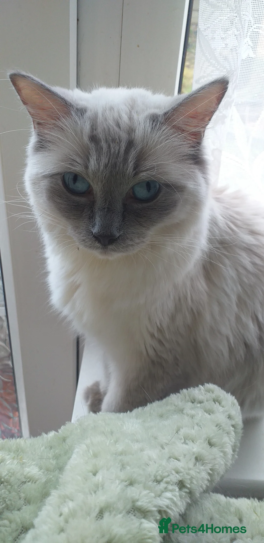 Ragdoll cats for sale: Beautiful Ragdoll Kittens - Advert 14