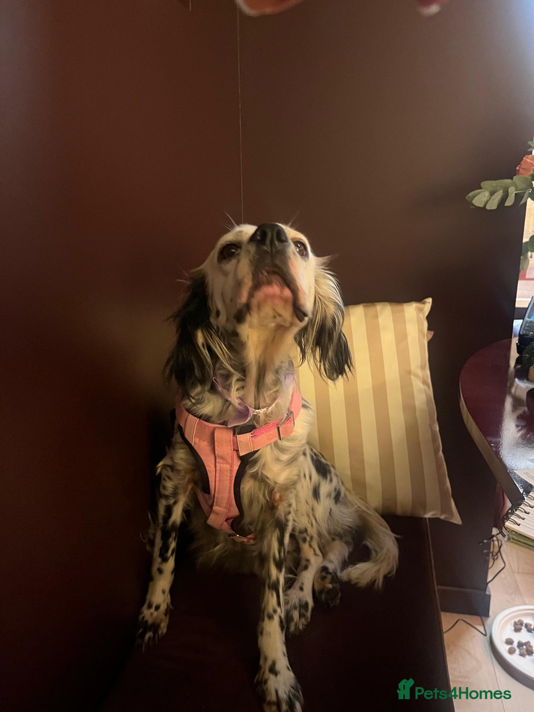 English Setter dogs for adoption: Ruby and Ellie - 2.5 years old | Female Setters - Image 19