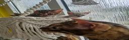 Bengal cats for sale: Stunning Bengal Kittens - Advert 26