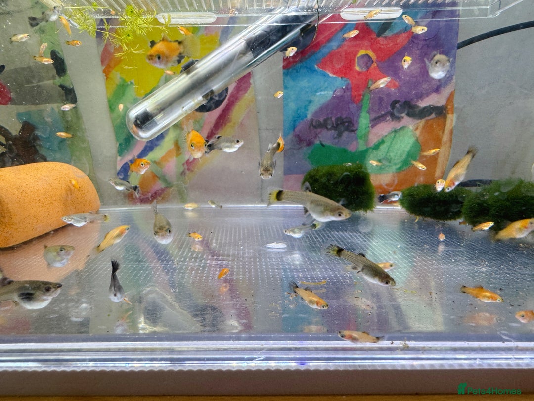 Platies fish for sale: Small platys and Guppys for sale £1 each-Fish only in Bromley - Image 6