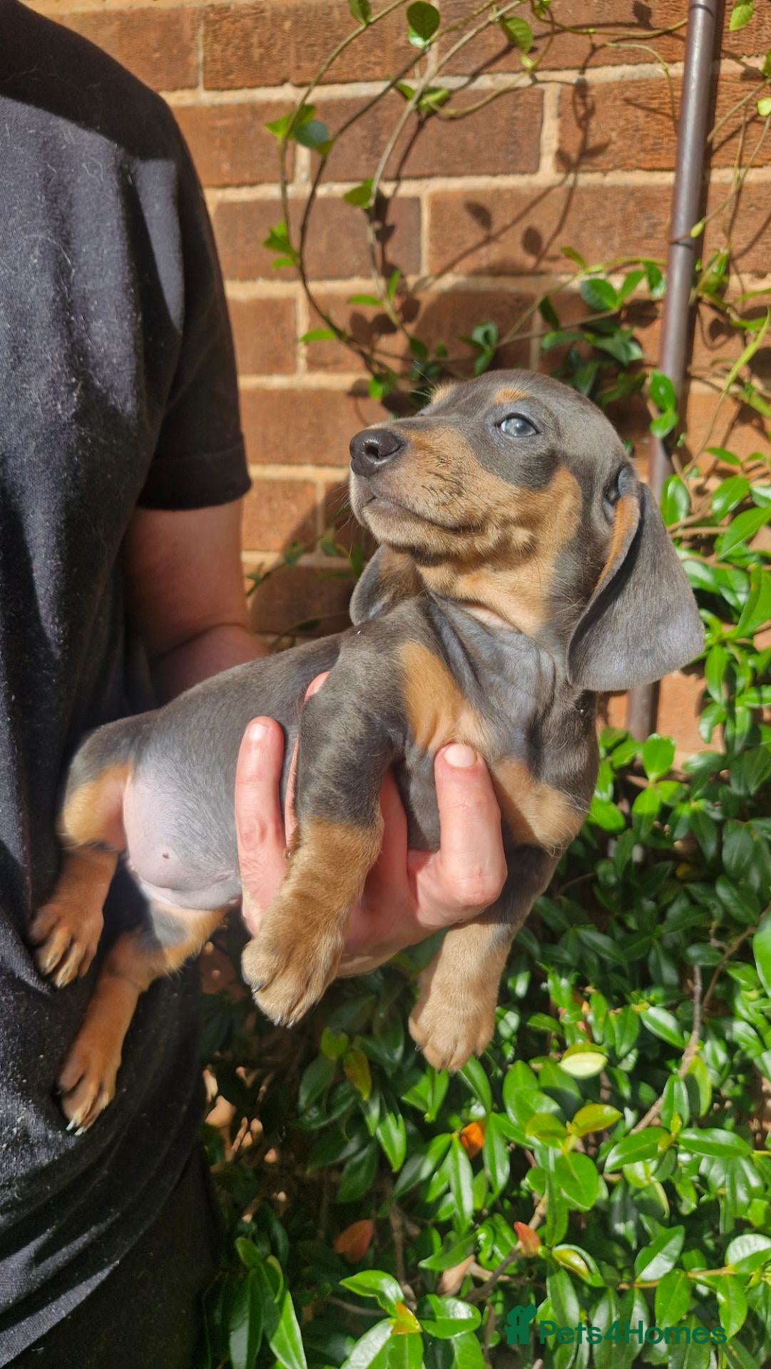 Dachshund dogs Beautiful dapple daschunds - Advert 2