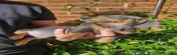 Dachshund dogs for sale: Beautiful dapple daschunds - Advert 1