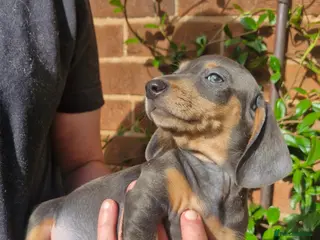 Dachshund dogs Beautiful dapple daschunds - Advert 2