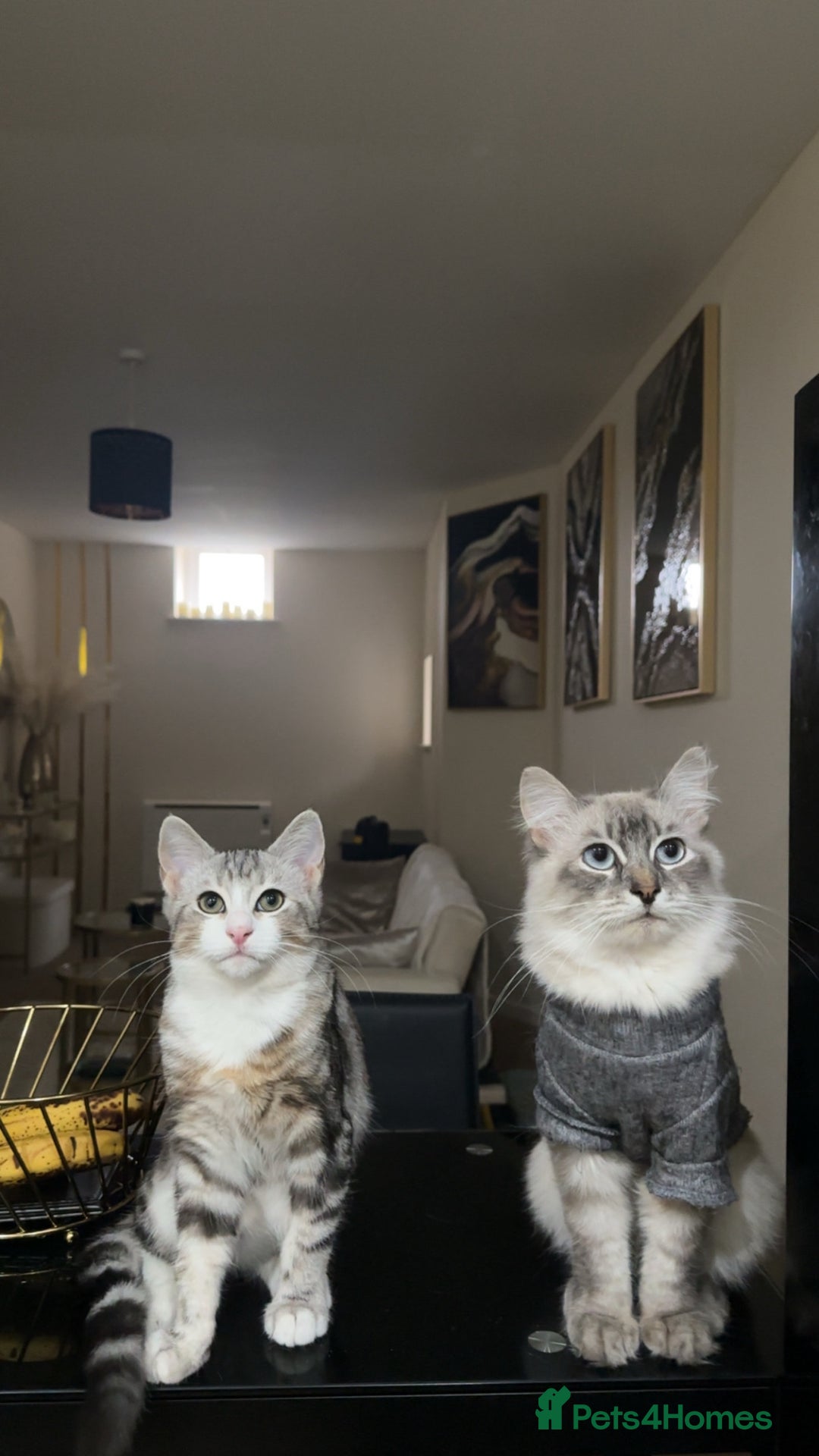 Siberian cats for sale: 2 cats for sale (father and son) - Image 1