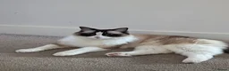 Ragdoll cats for sale: Adult ragdoll male - Advert 4