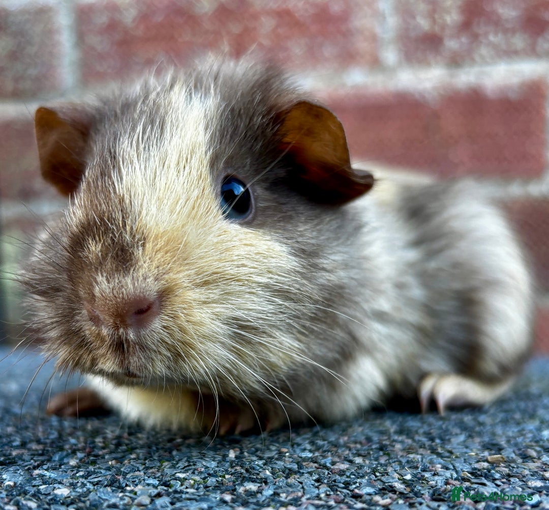 Guinea Pig rodents for sale: Two beautiful baby boars - Image 2
