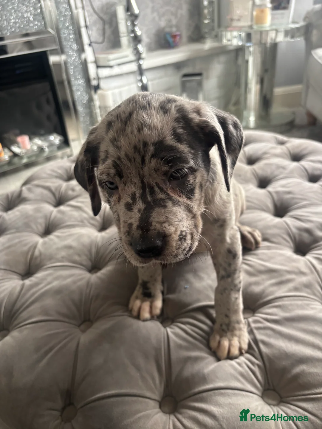 Neapolitan Mastiff dogs for sale: Neapolitan mastiff champion bloodline - Advert 20