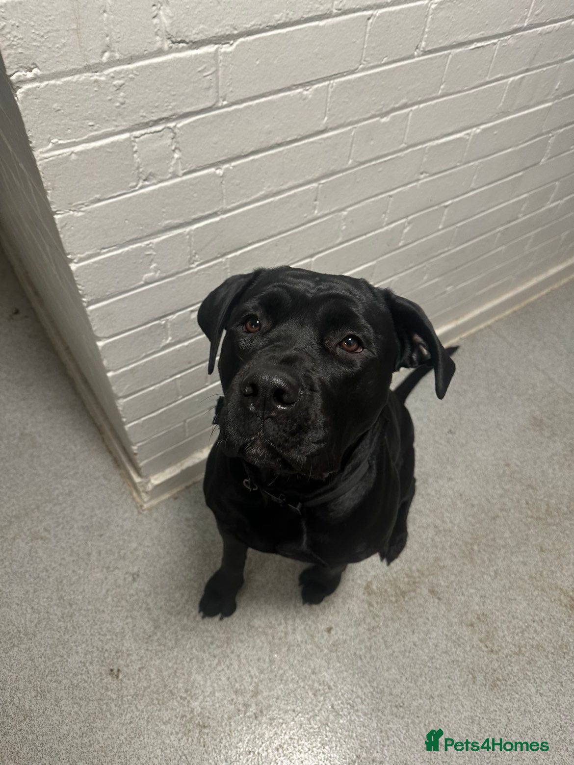 Cane Corso dogs Cane corso x Rottweiler puppy  - Advert 1