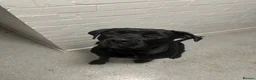 Cane Corso dogs for sale: Cane corso x Rottweiler puppy  in Stevenage - Advert 1