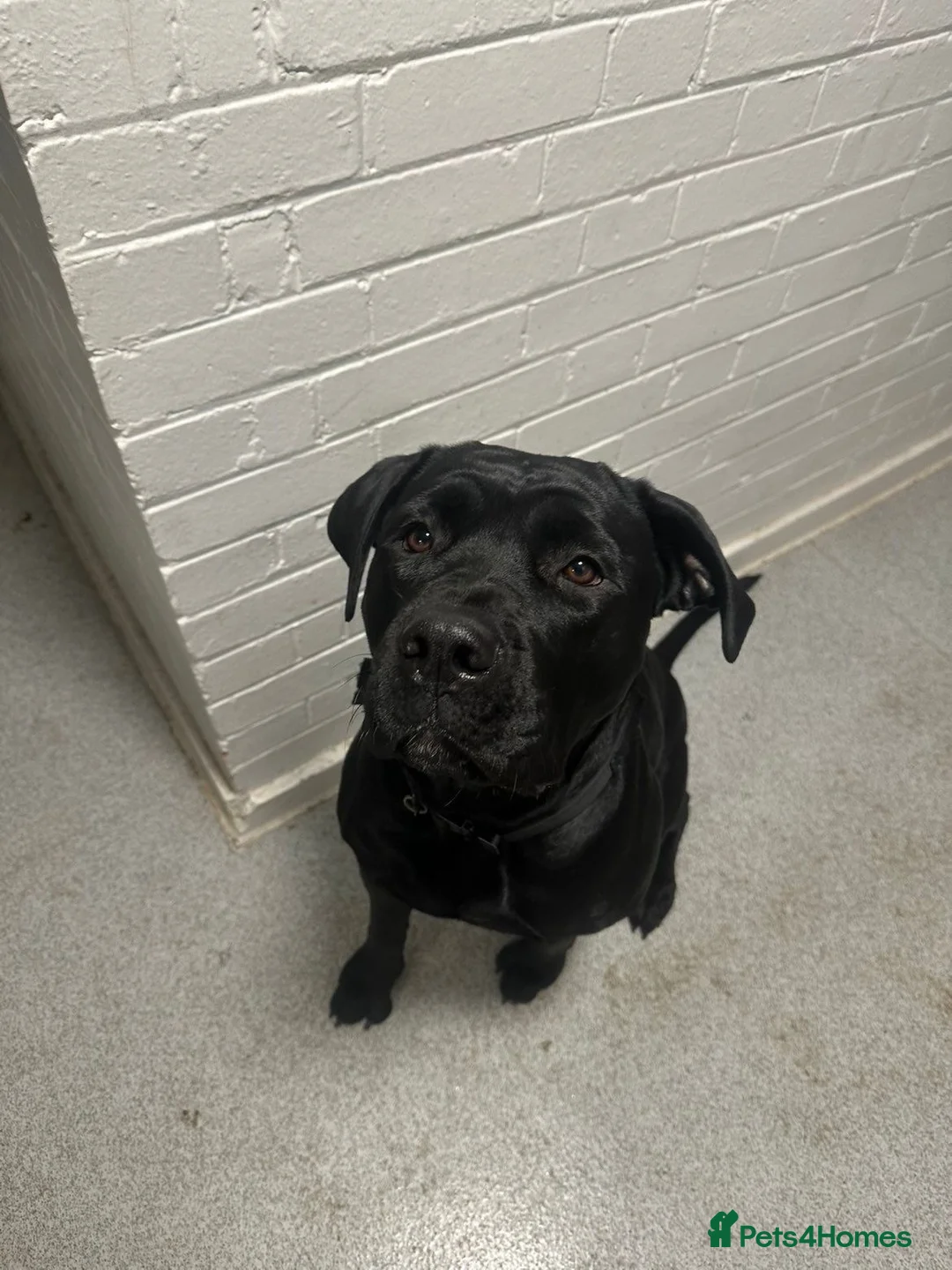 Cane Corso dogs for sale: Cane corso x Rottweiler puppy  in Stevenage - Advert 1