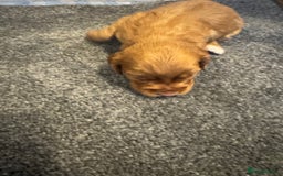 Cocker Spaniel dogs for sale: KC reg cocker spaniel pups  - Image 13