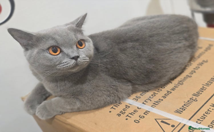 British Shorthair cats for sale - Advert 1