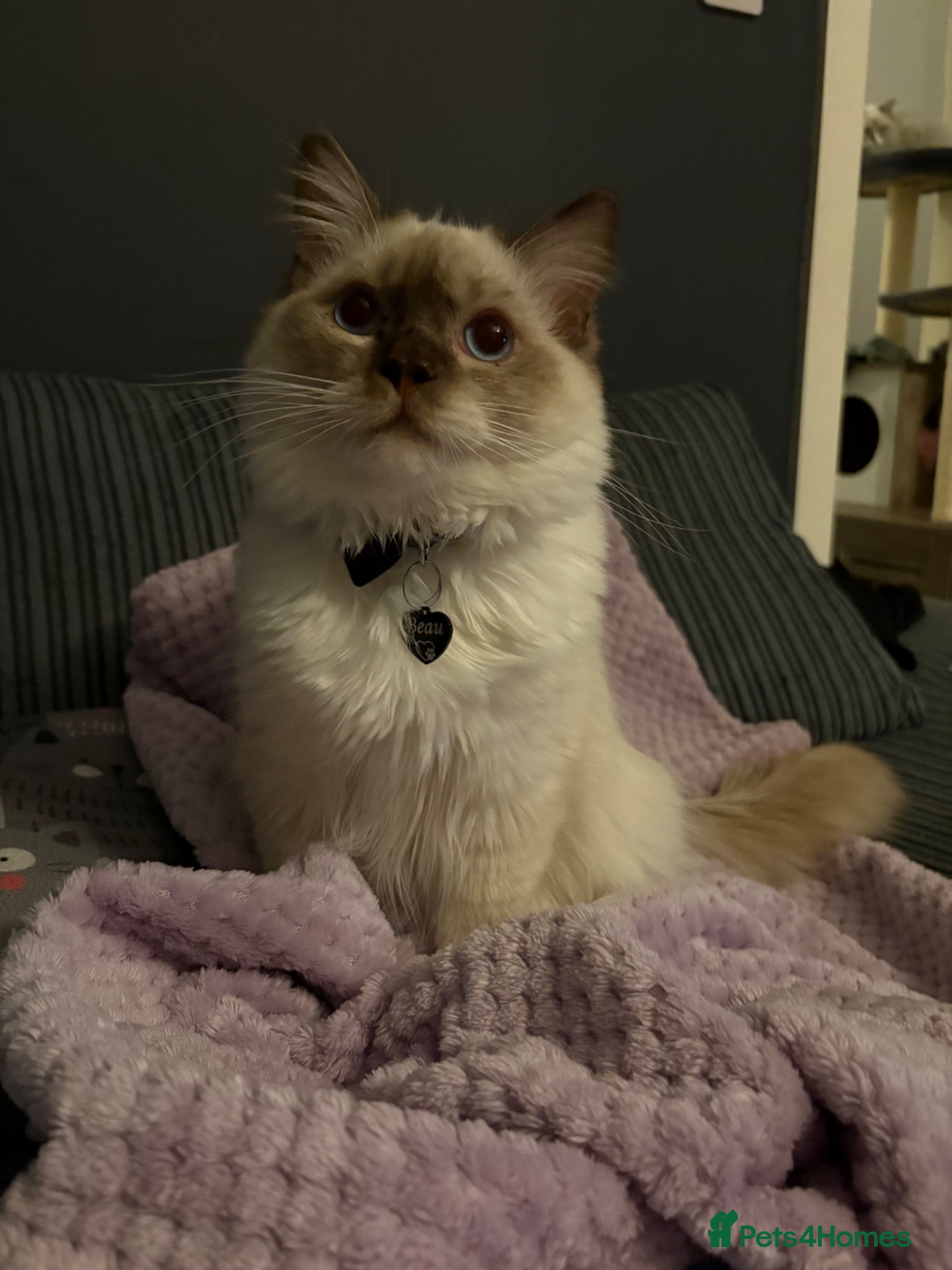 Ragdoll cats TICA registered chocolate mitted ragdoll - Advert 1